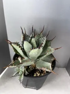 2025年最新】アガベ ハイブリッドの人気アイテム - メルカリ