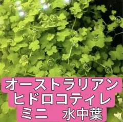 HJ様 リクエスト 2点 まとめ商品