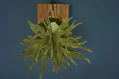 2025年最新】jade girl ビカクの人気アイテム - メルカリ