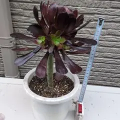 多肉植物・ビッグバン カット苗 やや大苗 美品 - メルカリ
