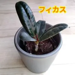 2026年最新】フィカスバーガンディの人気アイテム - メルカリ