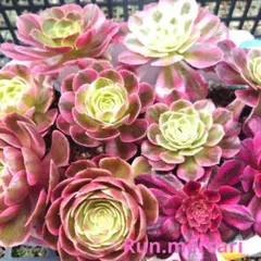 多肉植物アエオニウム☆５種×２詰め合わせセット☆のサムネイル