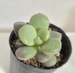 2025年最新】ぼのぼのさん苗の人気アイテム - メルカリ