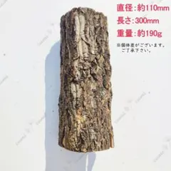 2026年最新】コルク樹皮 キャノンの人気アイテム - メルカリ