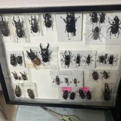 2025年最新】クワガタの人気アイテム - メルカリ