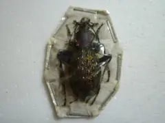 2026年最新】カブリモドキの人気アイテム - メルカリ