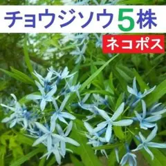 【ネコポス】チョウジソウ ５株 実生苗１年生 土付き抜き苗 山野草　茶花　丁子草のサムネイル