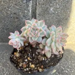 2025年最新】女雛錦の人気アイテム - メルカリ