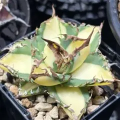 2026年最新】ネームドアガベの人気アイテム - メルカリ