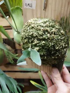 2025年最新】totoro ビカクシダの人気アイテム - メルカリ