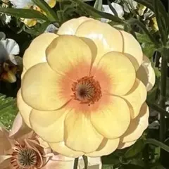 2026年最新】ラナンキュラス ラックス ロティスの人気アイテム - メルカリ