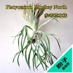 Monkey North モンキーノース 2025年最新】willinckii monkey northの人気アイテム - メルカリ