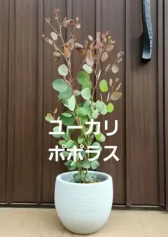 ユーカリ ポポラス ホワイトテラコッタ鉢植え 苗 - メルカリ