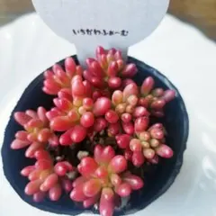 2026年最新】いちかわふぁーむの人気アイテム - メルカリ