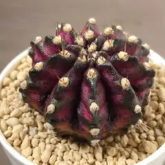 2026年最新】緋牡丹 錦の人気アイテム - メルカリ