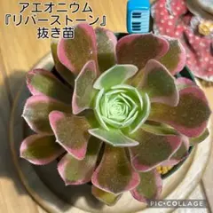 2026年最新】観葉植物 アエオニウムの人気アイテム - メルカリ