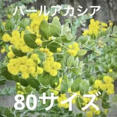 パールアカシア　80サイズ　ミモザ　春の花　生花　フレッシュ　ドライ