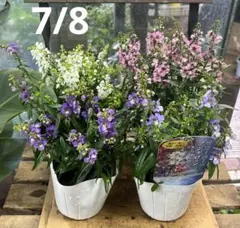 アンゲロニア　セレニータ　4色4個3.5寸ポットごと　苗　植物　本日入荷！のサムネイル