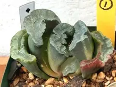 美紋‼️多肉植物 ハオルチア 玉扇 隼 抜き苗１