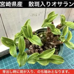 2026年最新】オサランの人気アイテム - メルカリ