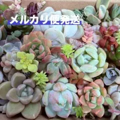 多肉植物　カット苗　詰め合わせ　寄せ植え　多肉弁当　⑥