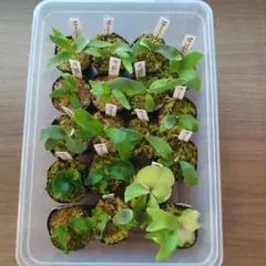 【春のsporeセール】胞子培養18株セット+サービス品付き/ビカクシダ