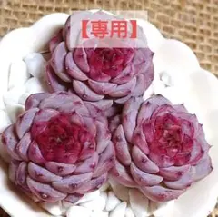 2026年最新】多肉植物エケベリア寄せ植えセット多肉弁当の人気アイテム