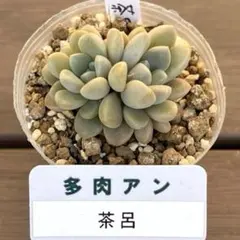 ホヌ様 リクエスト 2点 まとめ商品　速達