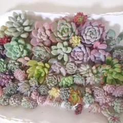多肉植物 カット苗 詰め合わせ✿大きめ50個以上入っています◡̈*