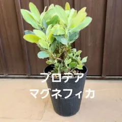 フェイジョア ホワイトグース 挿し木苗 - メルカリ