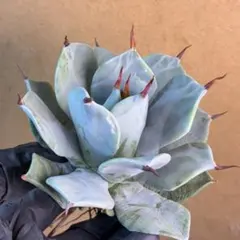 2026年最新】アガベ ハイブリッドの人気アイテム - メルカリ