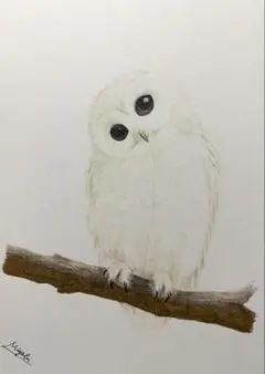 フクロウの色鉛筆画 B5サイズ