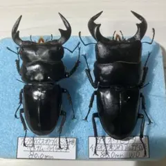 2026年最新】昆虫標本の人気アイテム - メルカリ