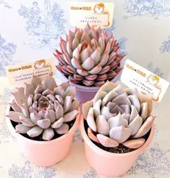 茜小鶴　コッペチーノ　札付きポットごとメルカリ便ファームパルクさん苗 茜小鶴 コッペチーノ 札付きポットごとメルカリ便ファームパルクさん苗