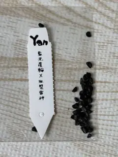 藍光覆輪×武蔵厳竜 10粒 台湾ナーセリーYan作出ハイブリッド種子