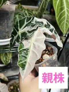 アロカシア アマゾニカ ピンク斑入り 芋②のサムネイル