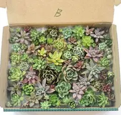 絵里様 リクエスト 2点 まとめ商品