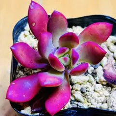 多肉植物 ❣️デザートローズ❣️韓国苗育成 抜き苗 b86 - メルカリ