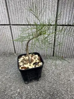 アトラスシーダー　ホルストマン　接木苗 アトラスシーダー ホルストマン 接木苗 - メルカリ