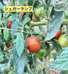 ナオナオ様 リクエスト 2点 まとめ商品