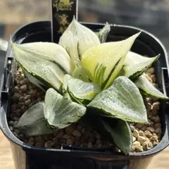 2026年最新】B型コンプトミュータントの人気アイテム - メルカリ