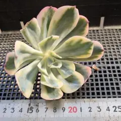 90#観葉植物アエオニウム 錦❤️ グリーンメデューサセッカ❤️11cm 拔