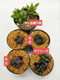 2026年最新】アロエ 苗の人気アイテム - メルカリ