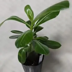 2026年最新】アデニウムの人気アイテム - メルカリ