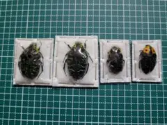 2026年最新】ホウセキカミキリの人気アイテム - メルカリ