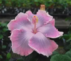 月琉 -Juel-様 リクエスト 2点 まとめ商品