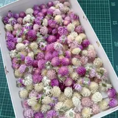 淡い色☆200個☆千日紅ドライフラワー
