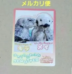 鳥羽水族館 TOBA AQUARIUM ラッコ コレクションカード vol.2 - メルカリ