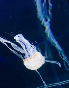 かなべる様専用