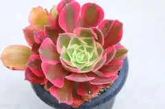 D＊多肉植物 アエオニウム サラダボール 抜き苗1ポット分 ＊ - メルカリ